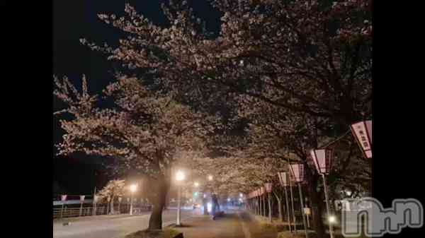 小雪★リピ様のみの動画 高田の夜桜