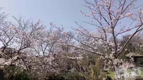 長岡デリヘル長岡風俗出張アロママッサージ(ナガオカフウゾクシュッチョウアロママッサージ) 小雪★リピ様のみ(35)の4月2日動画「」