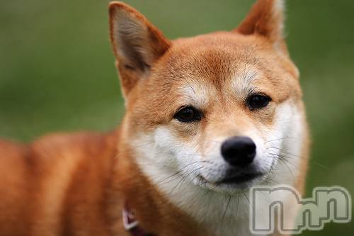 長岡デリヘル長岡風俗出張アロママッサージ(ナガオカフウゾクシュッチョウアロママッサージ) ゆずき【リクエスト可】(37)の10月9日写メブログ「ありがとうございました♡」