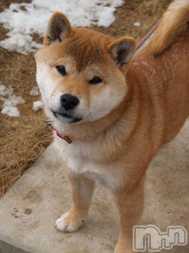 長岡デリヘル長岡風俗出張アロママッサージ(ナガオカフウゾクシュッチョウアロママッサージ) ゆずき【リクエスト可】(37)の10月26日写メブログ「ありがとうございました♡」