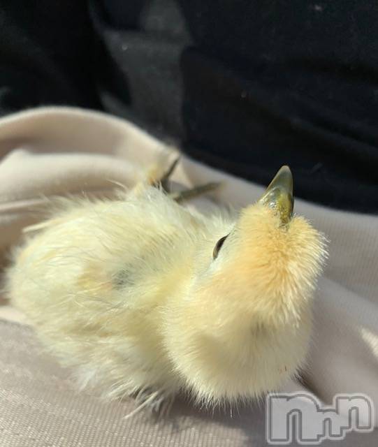 長岡デリヘル長岡風俗出張アロママッサージ(ナガオカフウゾクシュッチョウアロママッサージ) ゆずき【リクエスト可】(37)の11月12日写メブログ「ご予約は‥♡」