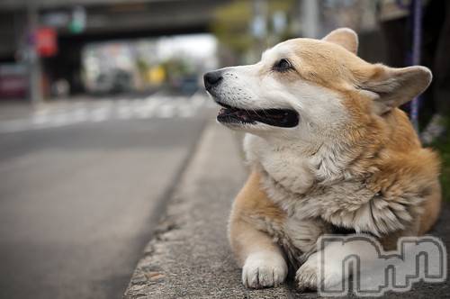 長岡風俗エステ長岡風俗出張アロママッサージ(ナガオカフウゾクシュッチョウアロママッサージ) ゆずき【男女対応】(37)の11月13日写メブログ「ありがとうございました♡」