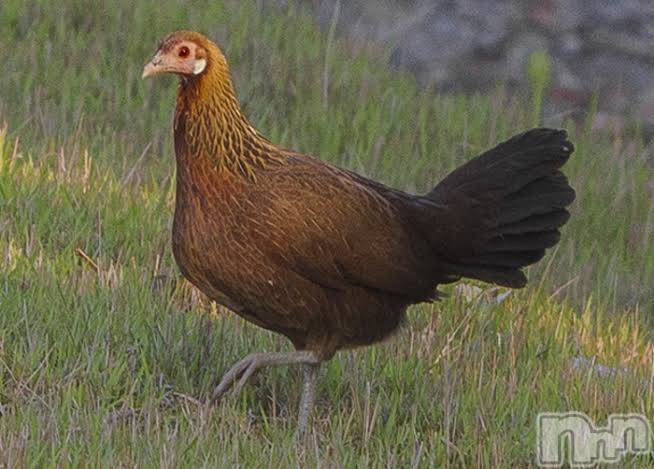 長岡風俗エステ長岡風俗出張アロママッサージ(ナガオカフウゾクシュッチョウアロママッサージ) ゆずき【男女対応】(37)の1月26日写メブログ「ありがとうございました♡」