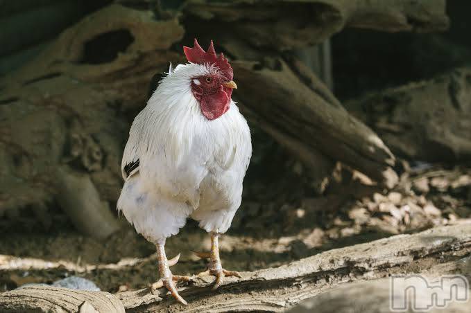 長岡デリヘル長岡風俗出張アロママッサージ(ナガオカフウゾクシュッチョウアロママッサージ) ゆずき【リクエスト可】(37)の1月29日写メブログ「ありがとうございました♡」