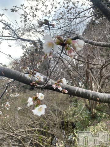 長岡デリヘル長岡風俗出張アロママッサージ(ナガオカフウゾクシュッチョウアロママッサージ) ゆずき【リクエスト可】(37)の4月5日写メブログ「桜が咲いてきましたよ^ - ^」
