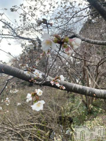 長岡風俗エステ長岡風俗出張アロママッサージ(ナガオカフウゾクシュッチョウアロママッサージ) ゆずき【男女対応】(37)の4月5日写メブログ「桜が咲いてきましたよ^ - ^」