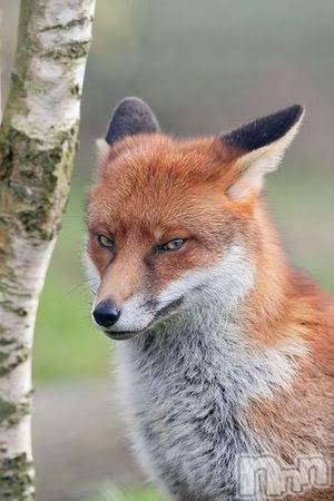 長岡デリヘル長岡風俗出張アロママッサージ(ナガオカフウゾクシュッチョウアロママッサージ) ゆずき【リクエスト可】(37)の11月17日写メブログ「ありがとうございました^ - ^」