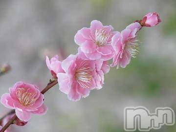 長岡デリヘル長岡風俗出張アロママッサージ(ナガオカフウゾクシュッチョウアロママッサージ) ゆずき【リクエスト可】(37)の3月3日写メブログ「ありがとうございました^ - ^」