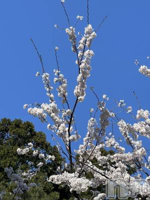 上越デリヘル 上越最安値！奥様Deli急便(ジョウエツサイヤスネ！オクサマデリキュウビン) 超癒し系奥様 ももこ(37)の4月2日写メブログ「明日の【お得】なお知らせだから見てね♡」