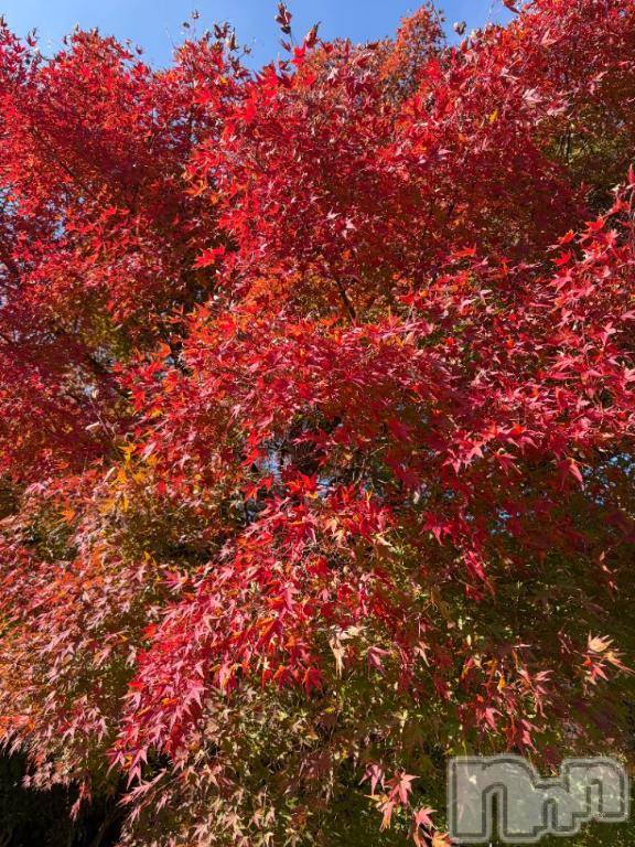 松本発デリヘル松本人妻隊(マツモトヒトヅマタイ)ほむら(40)の2025年11月16日写メブログ「◯♥️」