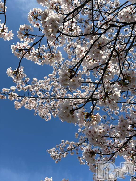 松本発デリヘル松本人妻隊(マツモトヒトヅマタイ)ほむら(40)の2026年4月1日写メブログ「春ですね🌸」