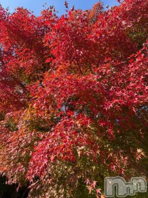 松本発デリヘル 松本人妻隊(マツモトヒトヅマタイ) ほむら(40)の11月16日写メブログ「◯♥️」