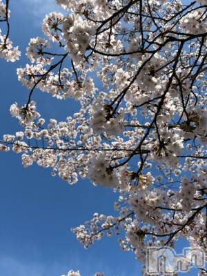 松本発デリヘル 松本人妻隊(マツモトヒトヅマタイ) ほむら(40)の4月1日写メブログ「春ですね🌸」