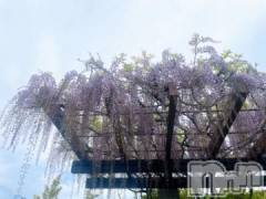 松本発デリヘル松本人妻隊(マツモトヒトヅマタイ) ゆりこ(43)の4月23日写メブログ「藤の花」