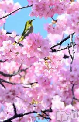 松本発デリヘル 松本人妻隊(マツモトヒトヅマタイ) ゆりこ(43)の2月16日写メブログ「河津桜✨」