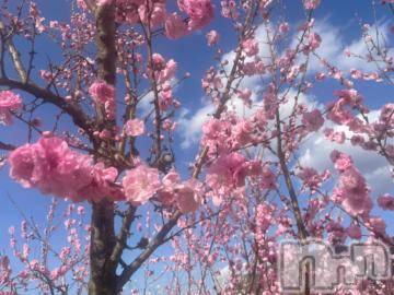 松本発デリヘル 松本人妻隊(マツモトヒトヅマタイ) ゆりこ(43)の4月11日写メブログ「開花」