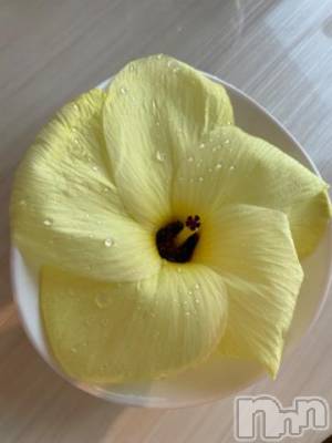 松本発デリヘル 松本人妻隊(マツモトヒトヅマタイ) ゆりこ(43)の9月12日写メブログ「おくらの花♪」