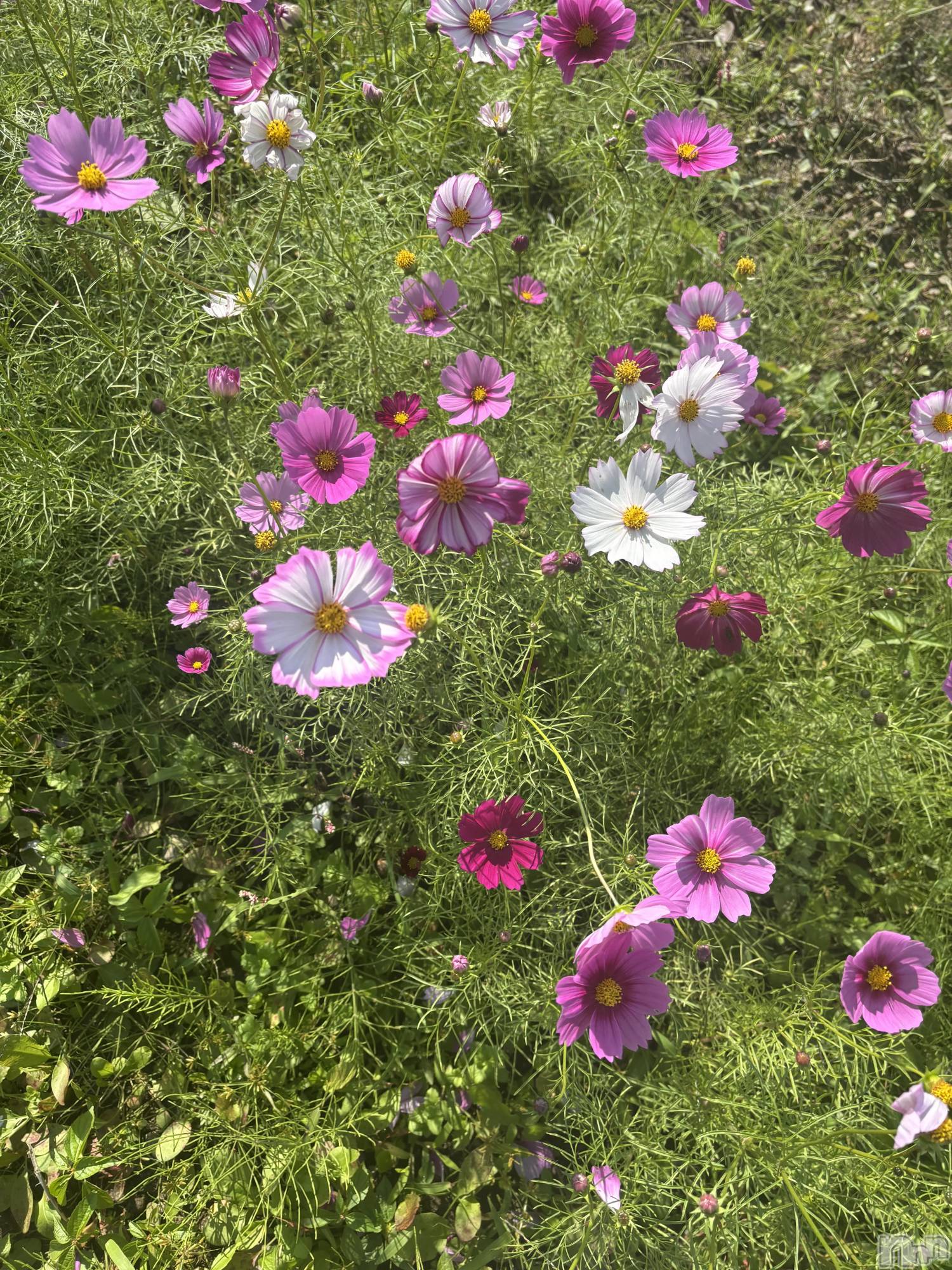 上越デリヘルClub Crystal(クラブ　クリスタル)のあ(22)の2025年10月27日写メブログ「今日のお礼です♥️」