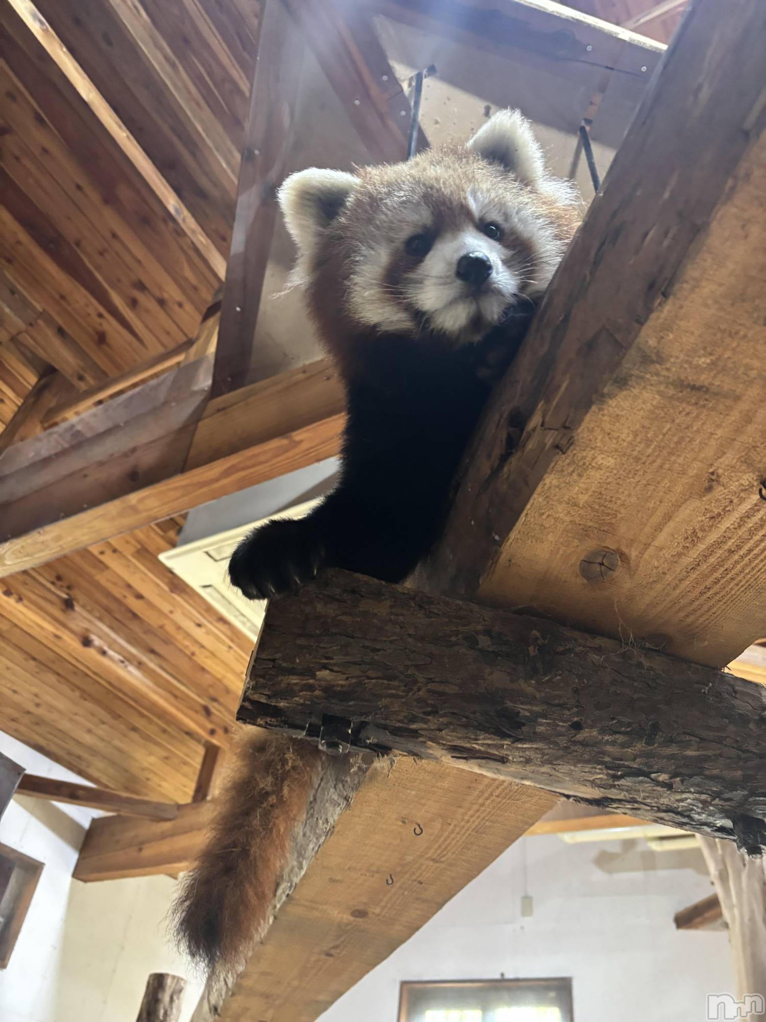 上越デリヘルClub Crystal(クラブ　クリスタル)のあ(23)の2026年3月19日写メブログ「本日のお礼💖」