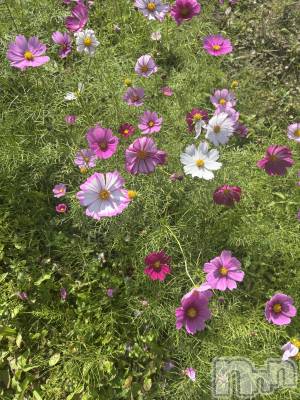 上越デリヘル Club Crystal(クラブ　クリスタル) のあ(22)の10月27日写メブログ「今日のお礼です♥️」