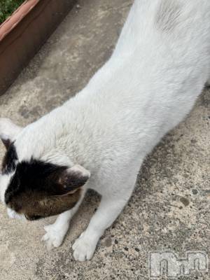 上越デリヘル Club Crystal(クラブ　クリスタル) のあ(23)の4月6日写メブログ「本日のお礼です♥️」