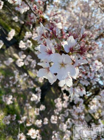 新潟デリヘル五十路マダム新潟店(カサブランカグループ)(イソジマダムニイガタテン)真田成美(56)の2021年4月8日写メブログ「こんばんはね」