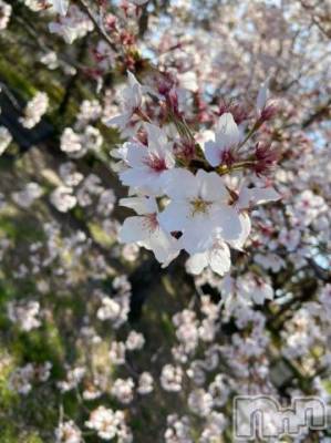 新潟デリヘル 五十路マダム新潟店(カサブランカグループ)(イソジマダムニイガタテン) 真田成美(56)の4月8日写メブログ「こんばんはね」