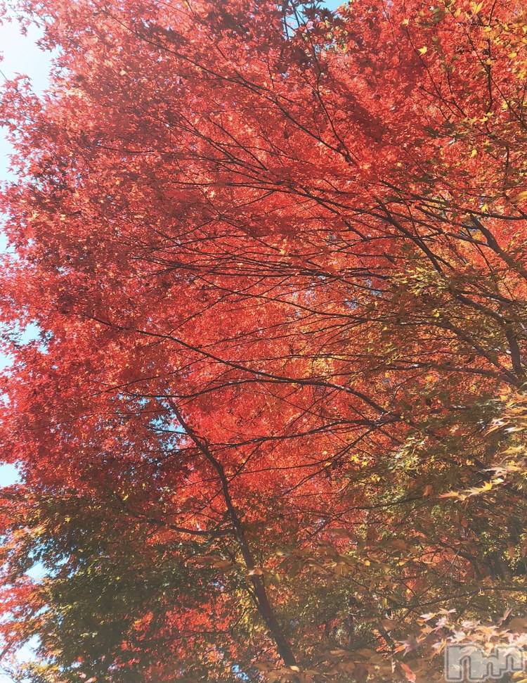 㡦ȯĥꥢ󥺥ƺʿ Ź   (祯ӡ˥奦ƥ) 쥤SPбġۤ1119̥֥֤ϤƤ🥺