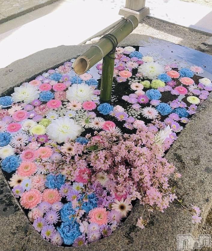 㡦ȯĥꥢ󥺥ƺʿ Ź   (祯ӡ˥奦ƥ) 2021ǯ48ֽ̥֥🌸🕊