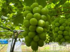 長岡デリヘル奥様特急 長岡店(オクサマトッキュウナガオカテン) みき(37)の12月8日写メブログ「出勤しました(_ _)」