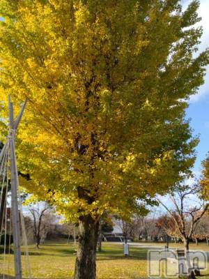 長岡デリヘル 奥様特急 長岡店(オクサマトッキュウナガオカテン) みき(37)の11月16日写メブログ「[お題]from:トンボさん」