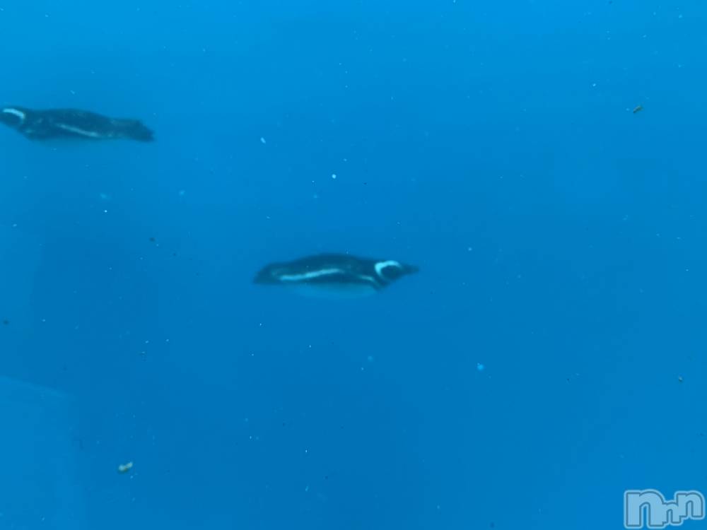 ��ˬ����Х��顦����֥���� �ץ���� ��ˬ(����� �ץ���� ����) ���� ���ޤ�10��27���̥�֥����ֲ�����~❕❕��