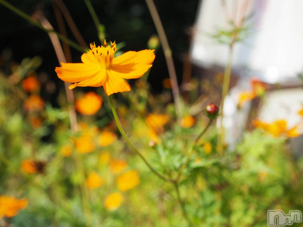 ��ˬ����Х��顦����֥���� �ץ���� ��ˬ(����� �ץ���� ����) ���� ���ޤ�12��19���̥�֥�����������~❕❕��