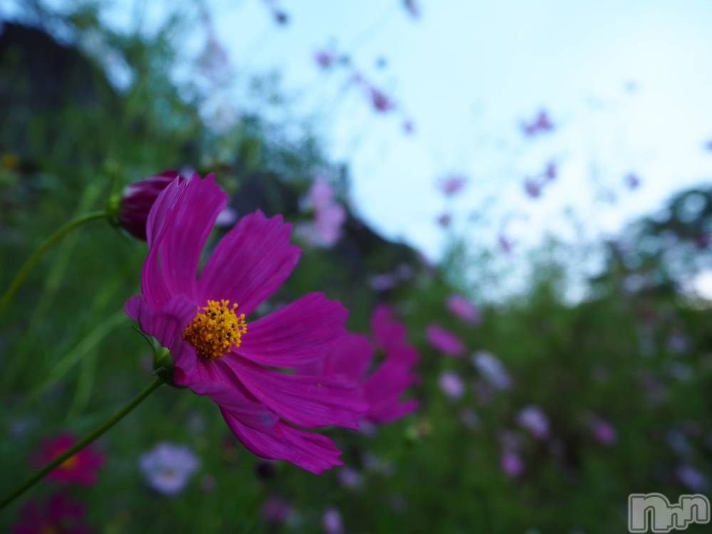 ��ˬ����Х��顦����֥���� �ץ���� ��ˬ(����� �ץ���� ����) ���� ���ޤ�2��4���̥�֥�����������~❕❕��