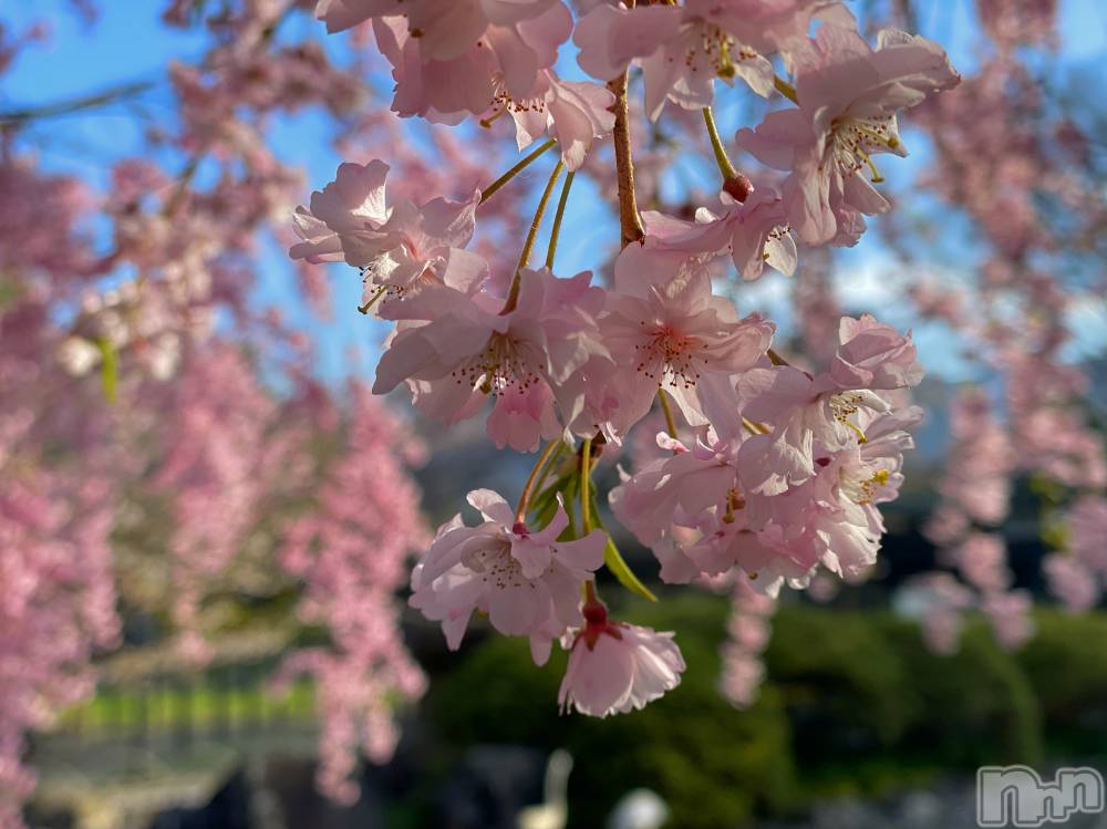 ��ˬ����Х��顦����֥���� �ץ���� ��ˬ(����� �ץ���� ����) ���� ���ޤ�4��18���̥�֥����ַ�����~❕��