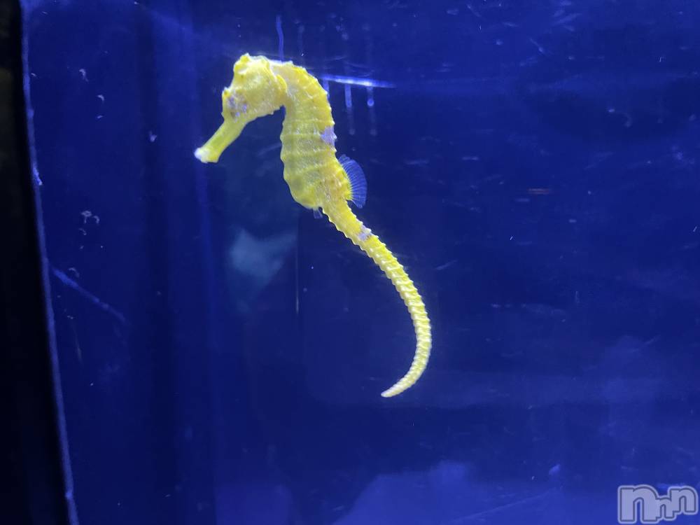 ��ˬ����Х��顦����֥���� �ץ���� ��ˬ(����� �ץ���� ����) ���� ���ޤ�12��8���̥�֥����ֶ�����~❕��