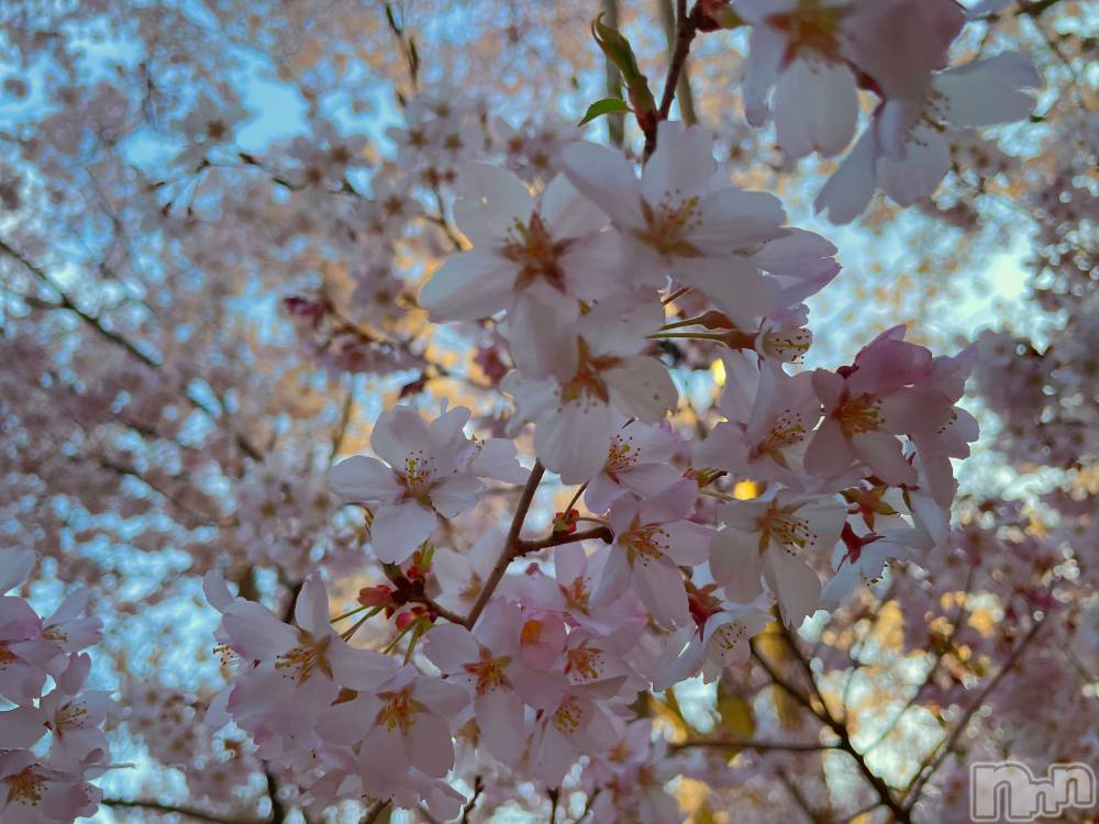 ��ˬ����Х��顦����֥���� �ץ���� ��ˬ(����� �ץ���� ����) ���� ���ޤ�3��22���̥�֥�����🌸🌸🌸��