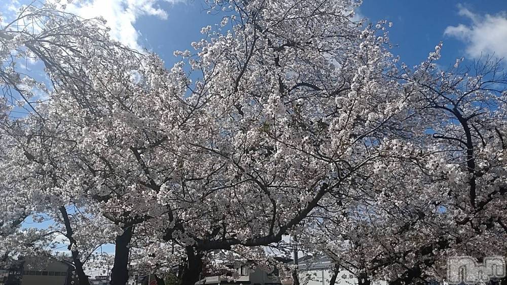 ��ˬ����Х��顦����֥���� �ץ���� ��ˬ(����� �ץ���� ����) ���� ���ޤ�4��10���̥�֥�����🌸🌸🌸��