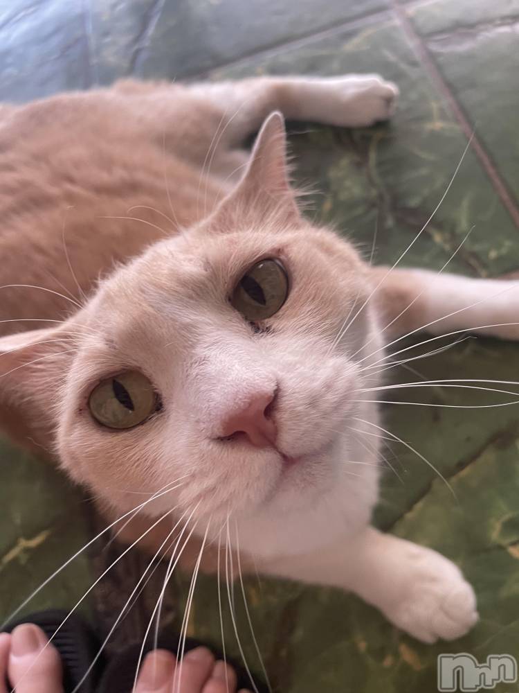 ��ˬ����Х��顦����֥���� �ץ���� ��ˬ(����� �ץ���� ����) ���� ���ޤ�7��5���̥�֥�����️️️⛅️��