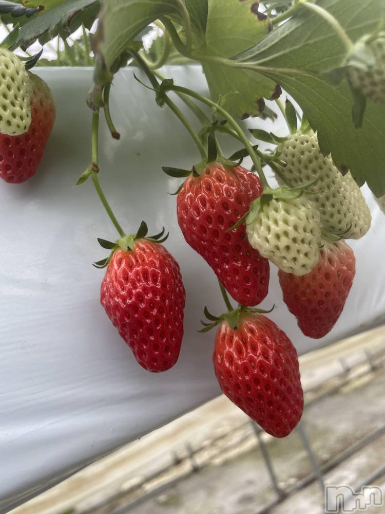 ��ˬ����Х��顦����֥���� �ץ���� ��ˬ(����� �ץ���� ����) ���� ���ޤ�3��15���̥�֥�������������