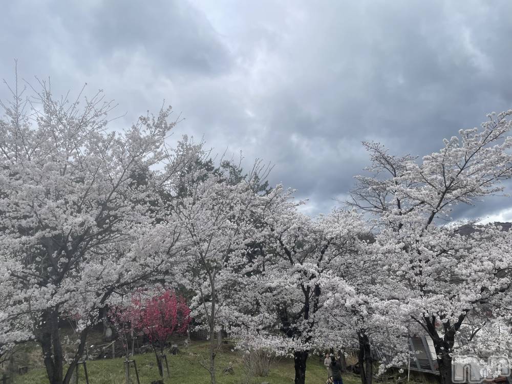 ��ˬ����Х��顦����֥���� �ץ���� ��ˬ(����� �ץ���� ����) ���� ���ޤ�4��4���̥�֥����ֶ�����~🌸��