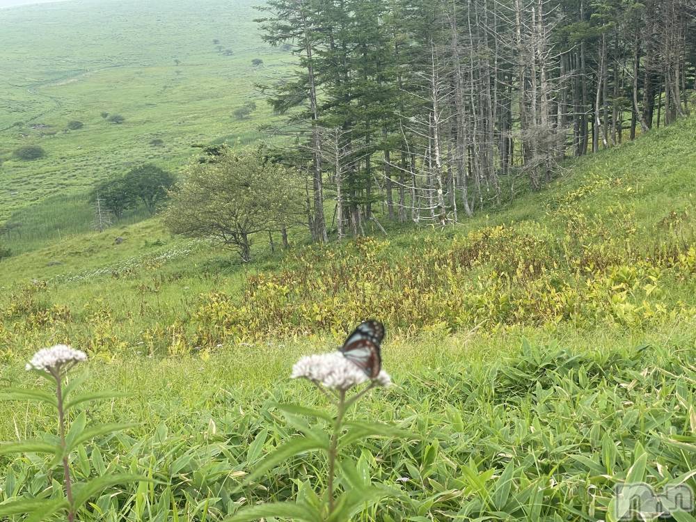 ��ˬ����Х��顦����֥���� �ץ���� ��ˬ(����� �ץ���� ����) ���� ���ޤ�8��5���̥�֥����֤���ä������