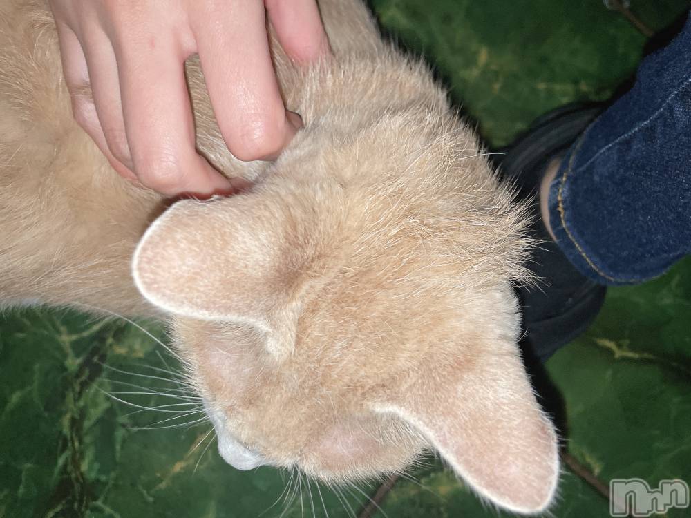 ��ˬ����Х��顦����֥���� �ץ���� ��ˬ(����� �ץ���� ����) ���� ���ޤ�11��7���̥�֥��������ٴ���❕��