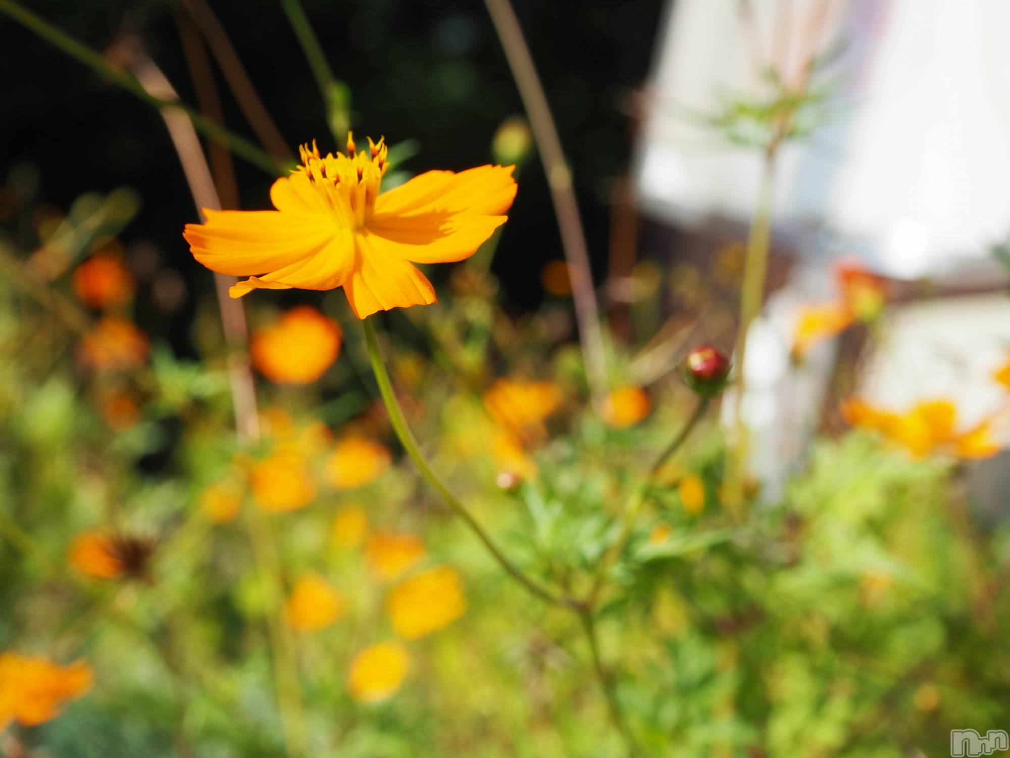 ��ˬ����Х��顦����֥���� �ץ���� ��ˬ(����� �ץ���� ����) ��2020ǯ12��19���̥�֥�����������~❕❕��