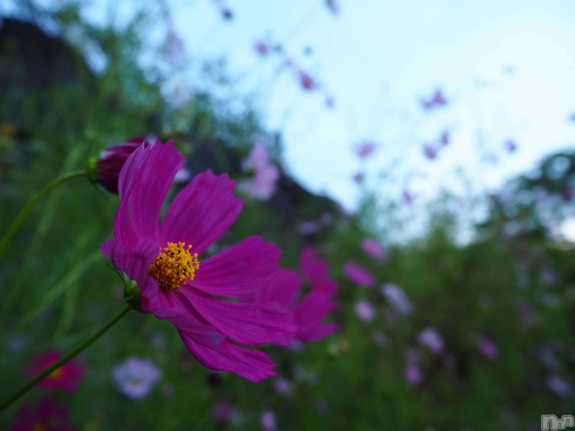 ��ˬ����Х��顦����֥���� �ץ���� ��ˬ(����� �ץ���� ����) ��2021ǯ2��4���̥�֥�����������~❕❕��