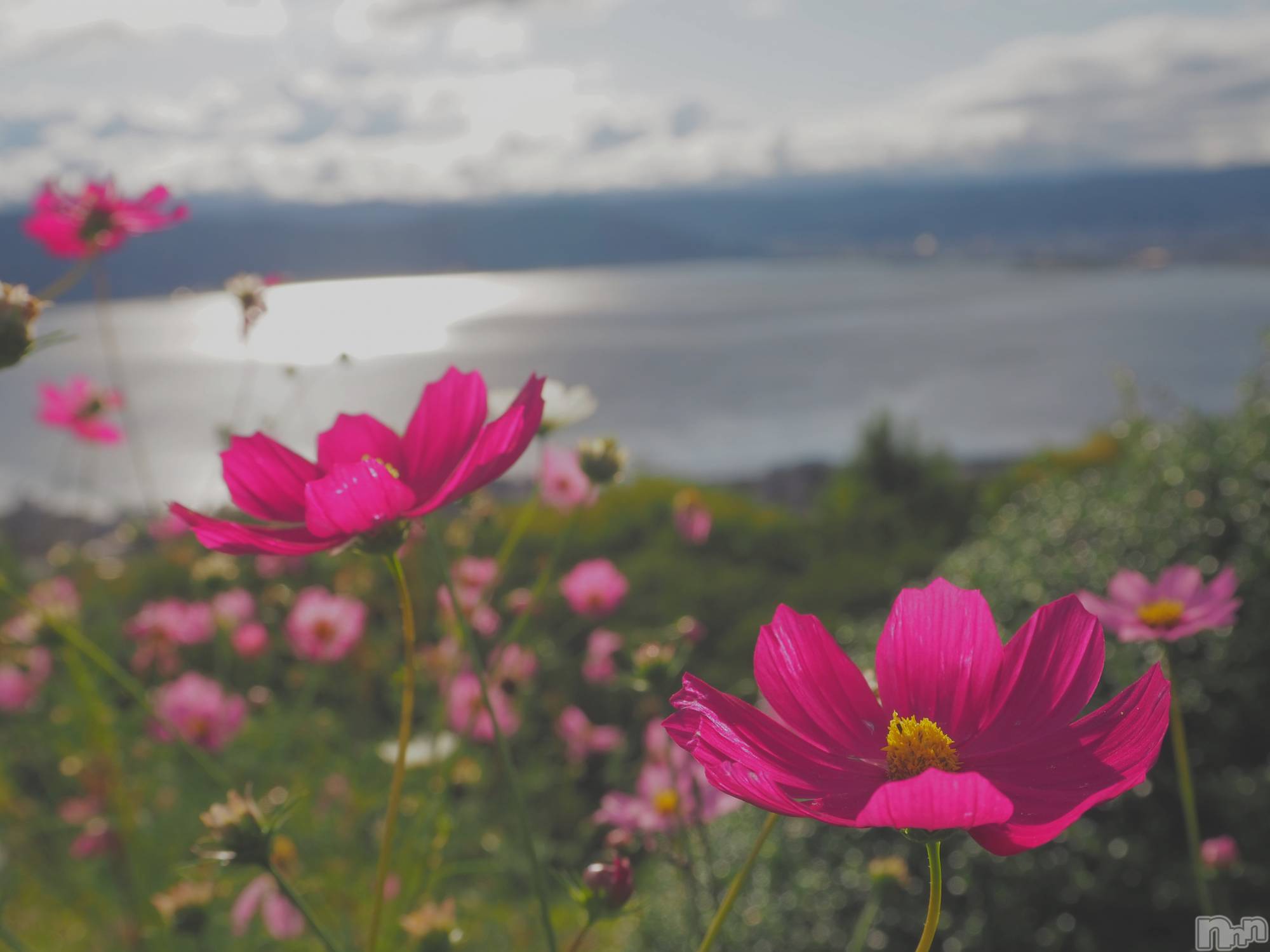 ��ˬ����Х��顦����֥���� �ץ���� ��ˬ(����� �ץ���� ����) ��2021ǯ10��18���̥�֥����ַ�����~❕❕��