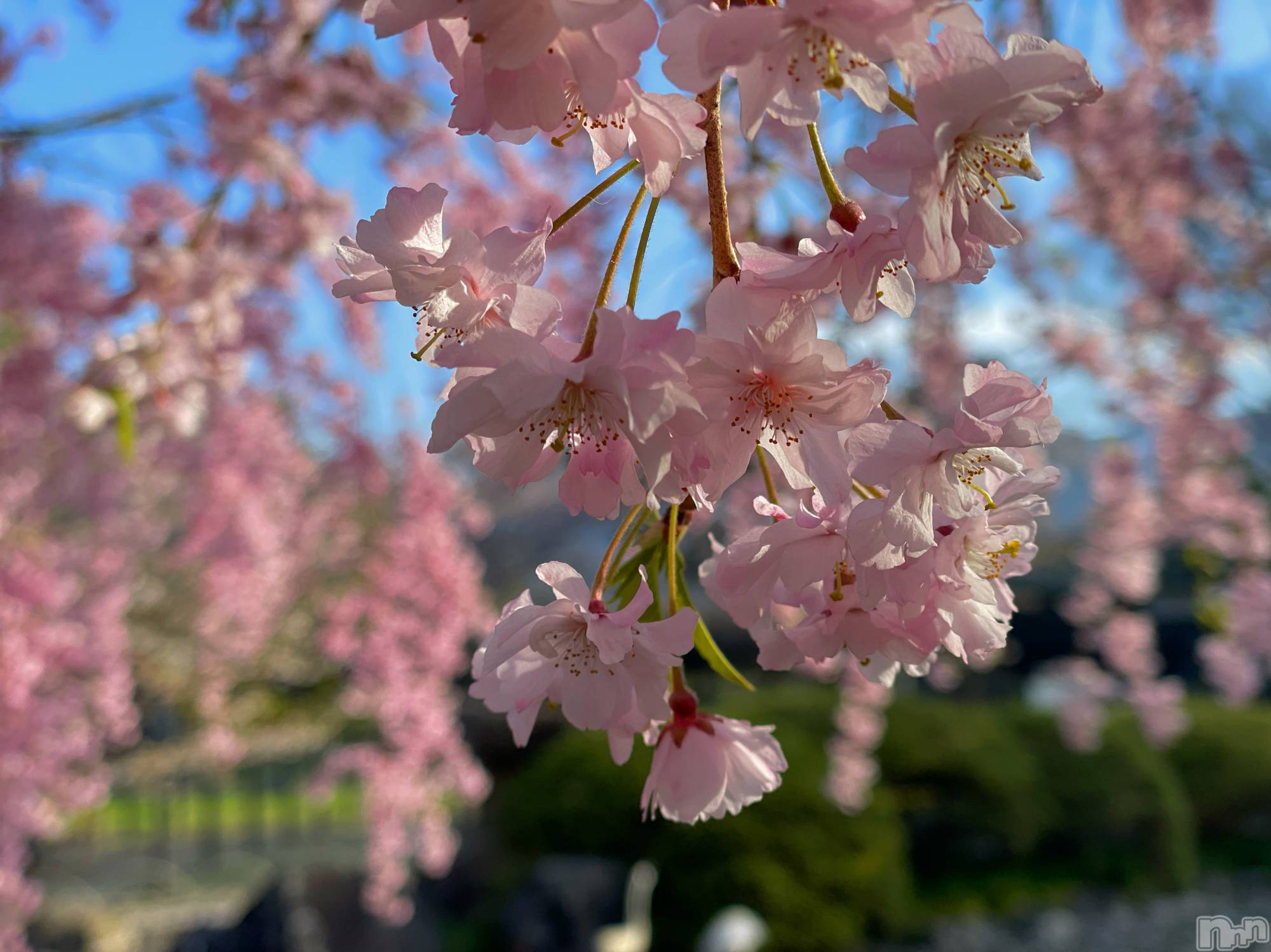 ��ˬ����Х��顦����֥���� �ץ���� ��ˬ(����� �ץ���� ����) ��2022ǯ4��18���̥�֥����ַ�����~❕��