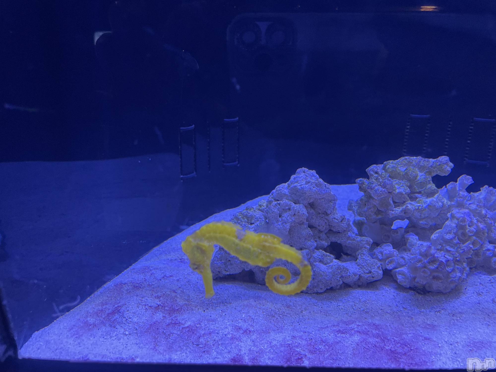 ��ˬ����Х��顦����֥���� �ץ���� ��ˬ(����� �ץ���� ����) ��2023ǯ9��26���̥�֥����ֲ�����~❕��