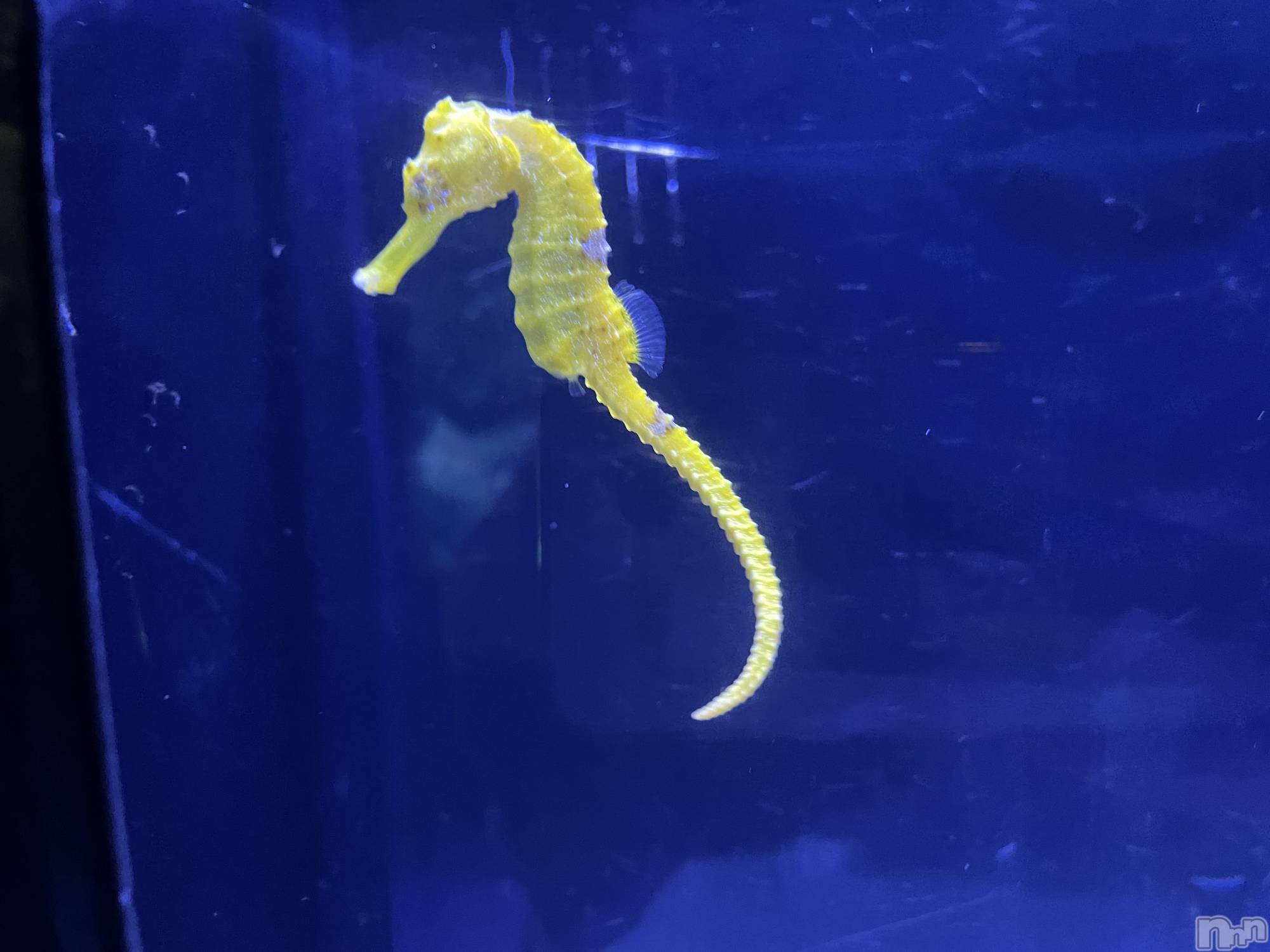 ��ˬ����Х��顦����֥���� �ץ���� ��ˬ(����� �ץ���� ����) ��2023ǯ12��8���̥�֥����ֶ�����~❕��