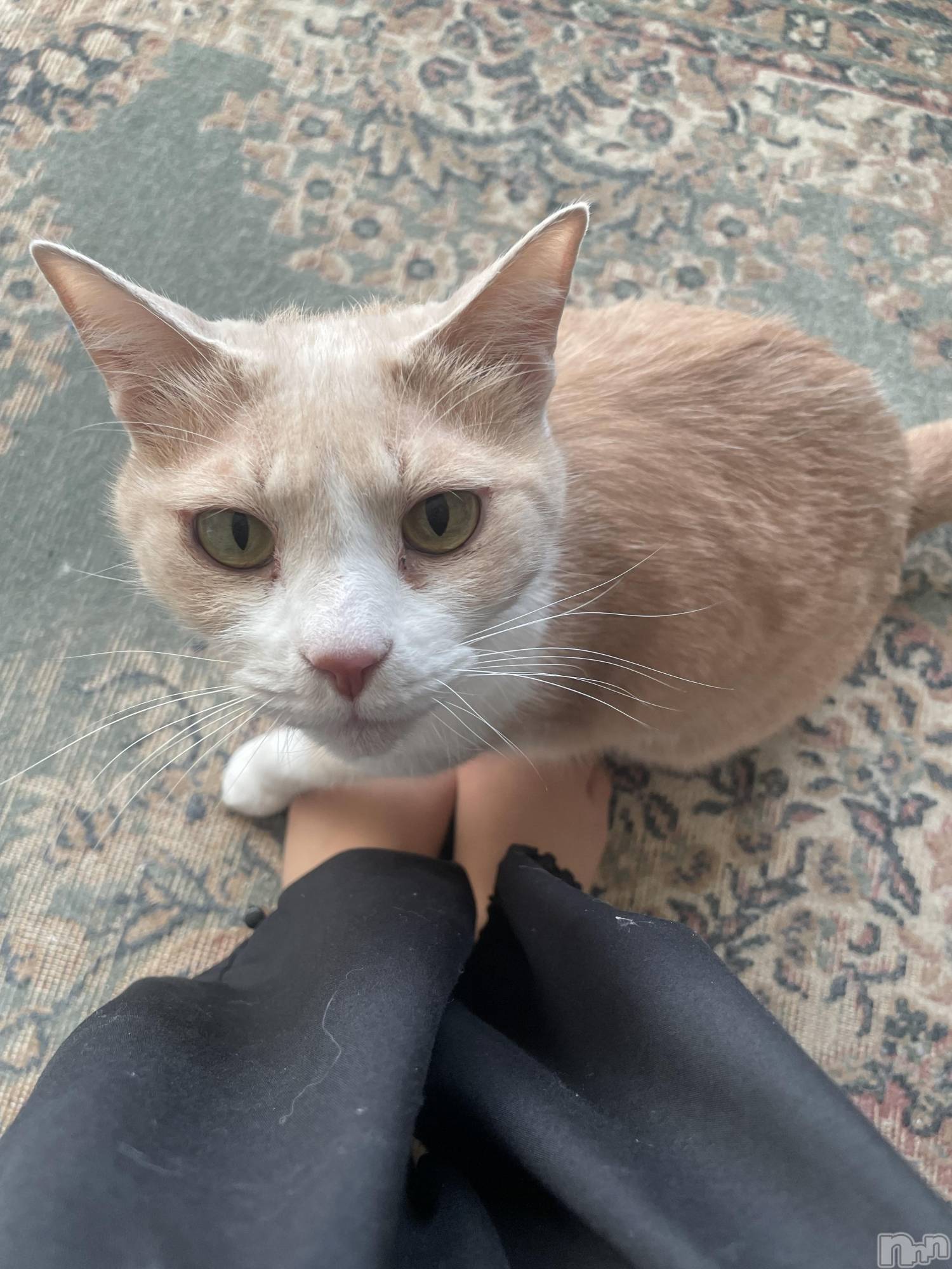 ��ˬ����Х��顦����֥���� �ץ���� ��ˬ(����� �ץ���� ����) ��2023ǯ12��27���̥�֥����ֿ�����~❕��